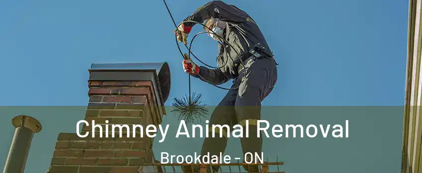 Chimney Animal Removal Brookdale - ON
