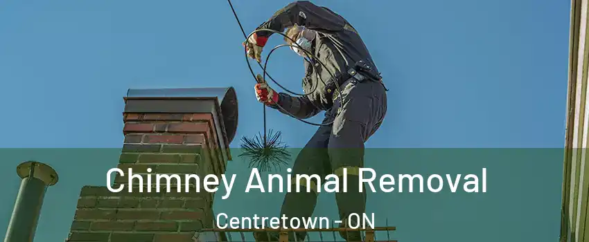  Chimney Animal Removal Centretown - ON