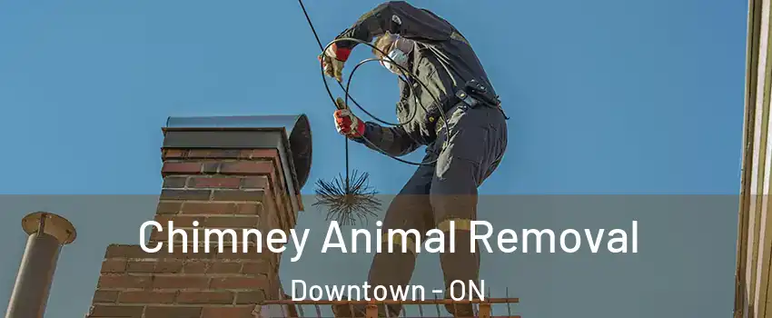 Chimney Animal Removal Downtown - ON
