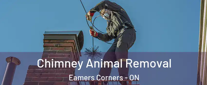 Chimney Animal Removal Eamers Corners - ON