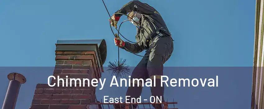  Chimney Animal Removal East End - ON