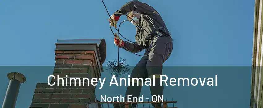Chimney Animal Removal North End - ON