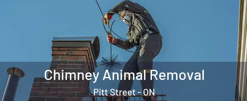 Chimney Animal Removal Pitt Street - ON