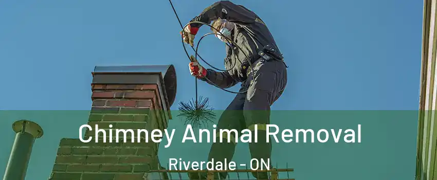 Chimney Animal Removal Riverdale - ON