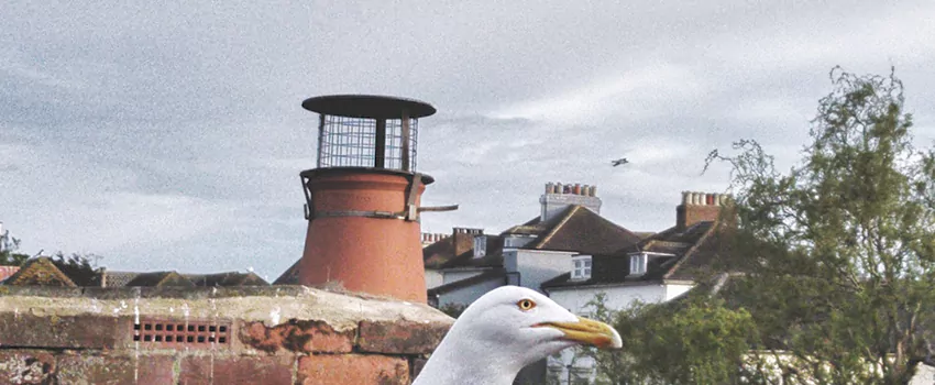 Chimney Cap Bird Guard Repair in Riverdale, Ontario